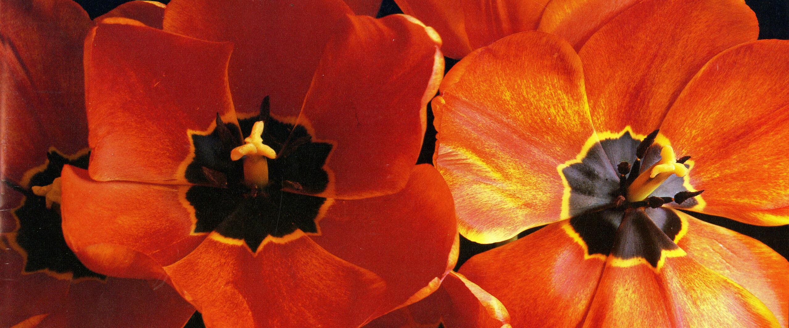 Bright red and orange tulips with black centers against a dark background.
